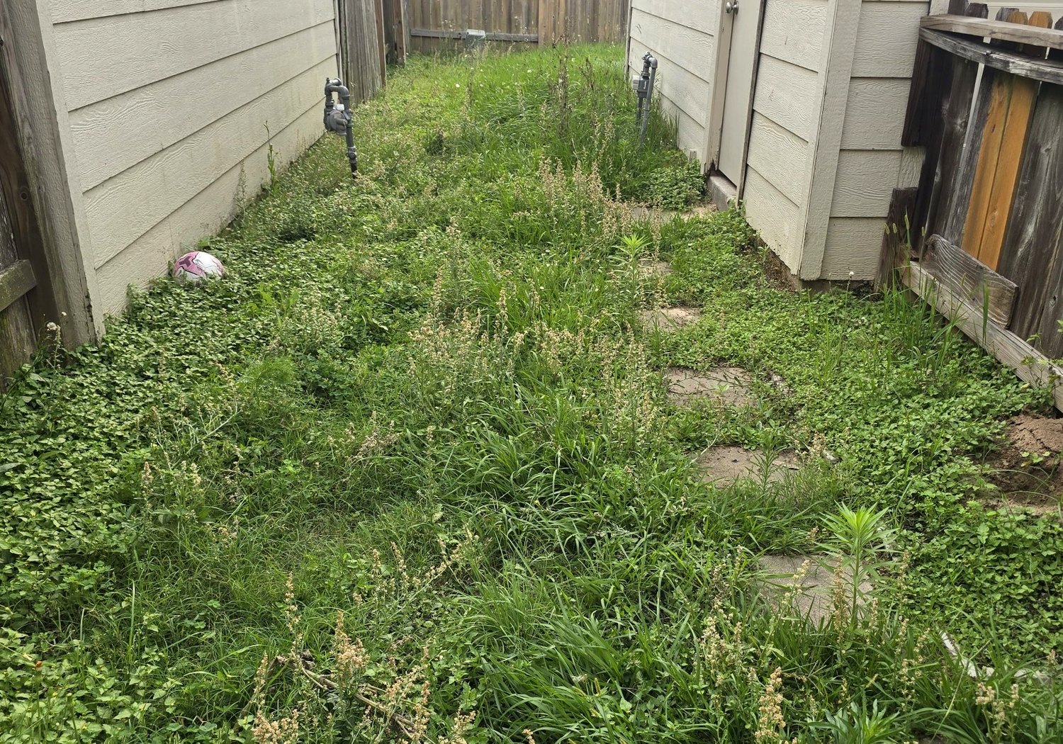 Overgrown yard before cleanup